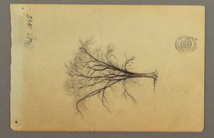 Tekening, Een boom zonder bladeren, februari 1845 door Frederic Edwin Church