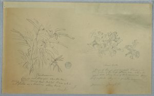 Tekening, Pijlwortel- en kardemomstudies, Jamaica, juni 1865 door Frederic Edwin Church