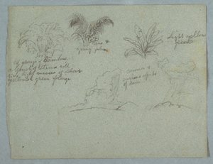 Tekening, Bamboe, Wijnstok en een Jonge Palm, Plant, en twee Taferelen van Regen die uit Wolken over Richels valt, Rio Magdalena, Colombia, 1853, waarschijnlijk mei door Frederic Edwin Church