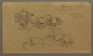Tekening, Bloesems van Penguin Hill, augustus 1865 door Frederic Edwin Church