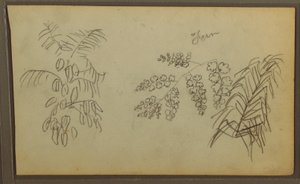 Tekening, Botanische schetsen, 1857 door Frederic Edwin Church