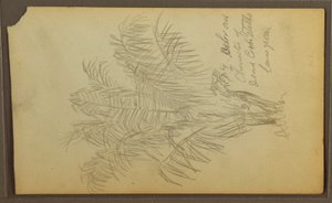 Tekening, Botanische schetsen, 1857 door Frederic Edwin Church