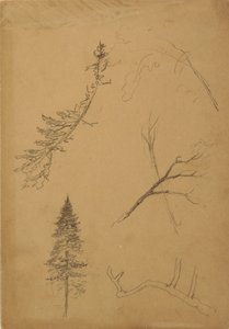 Tekening, Botanische schetsen, 1888 door Frederic Edwin Church