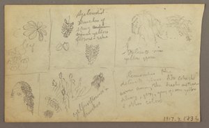 Tekening, Botanische Schetsen, Ecuador, of Colombia; Verso: Botanische Schetsen, 1857 door Frederic Edwin Church