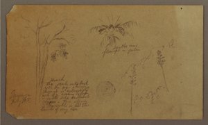 Tekening, Botanische schetsen, juli 1865 door Frederic Edwin Church