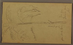Tekening, Botanische schetsen, juni 1865 door Frederic Edwin Church