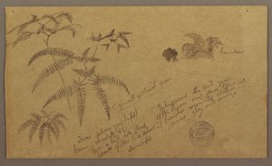 Tekening, Botanische schetsen, mei-augustus 1865 door Frederic Edwin Church