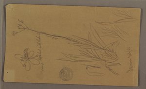 Tekening, Botanische schetsen met details van een plant, Jamaica, juli 1865 door Frederic Edwin Church
