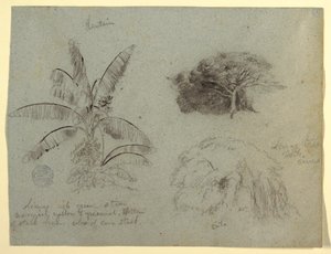 Tekening, Botanische schetsen, Zuid-Amerika, mei 1853  door Frederic Edwin Church