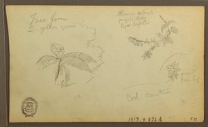 Tekening, Botanische Schetsen; Verso: Botanische Schetsen, 1857 door Frederic Edwin Church