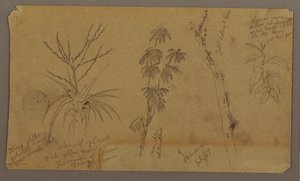 Tekening, Botanische Schetsen; Verso: Wolken, juli 1865 door Frederic Edwin Church