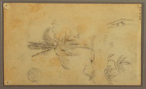 Tekening, Botanische Schetsen; Verso: Hagedis, Palm, 1857 door Frederic Edwin Church