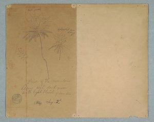 Tekening, Botanische schetsen: een tak, een boom en een boomtop, Zuid-Amerika, 2 september 1853 door Frederic Edwin Church