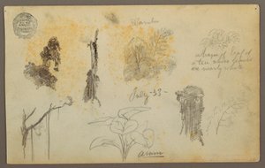 Tekening, Botanische schetsen uit Colombia: Bamboebomen, stammen en details, juli 1853 door Frederic Edwin Church
