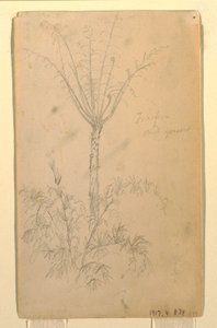 Tekening, Botanische studies van boom, mei-juni 1857 door Frederic Edwin Church