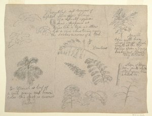 Tekening, Botanische studies, gezien vanaf de Rio Magdalena, Colombia, 1853 door Frederic Edwin Church