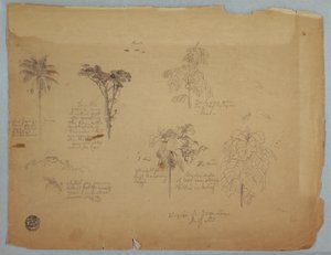 Tekening, Botanische studies met vliegende papegaaien, Boquia, Colombia, juli 1853 door Frederic Edwin Church