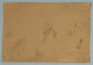 Tekening. Botanische en Wolkenschetsen nabij Quito, Ecuador