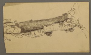 Tekening, onderdoorsnede van een dode boomstam, 1877