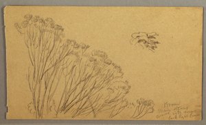 Tekening, Struikachtige bomen, mogelijk 1865-66 door Frederic Edwin Church