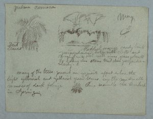 Tekening, Camaca Palm, een groep bomen en wijnranken op een rivieroever, vogel en een bos bladeren, Rio Magdalena, Colombia, mei 1853 door Frederic Edwin Church