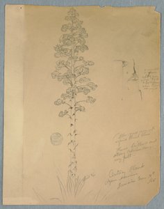 Tekening, Eeuwplant, Agave Americana, Jamaica, 14 juni 1865 door Frederic Edwin Church