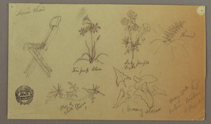 Tekening, Stoel- en Plantenstudies, 15 mei 1868 door Frederic Edwin Church