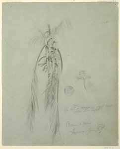 Tekening, Coconut Palm, Jamaica, 14 juni 1865 door Frederic Edwin Church