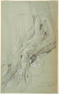 Tekening, Wortels van een katoenboom op een helling, Jamaica, mei 1865 door Frederic Edwin Church
