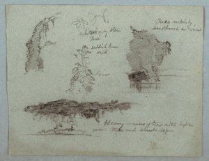 Tekening, Details van bloemen, planten en bomen langs een rivieroever, Rio Magdalena, Colombia, 1853, waarschijnlijk mei door Frederic Edwin Church