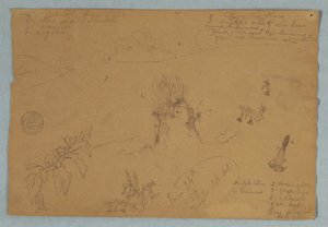 Tekening, Tekening.  Botanische en wolkenschetsen bij Quito, Ecuador, 24 juni 1857 door Frederic Edwin Church