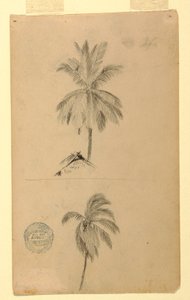 Tekening, Tekeningen.  Twee schetsen.  Palmen, 1857 door Frederic Edwin Church