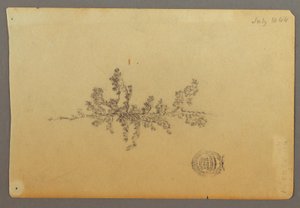 Tekening, Wintergroene boom, 1844 door Frederic Edwin Church
