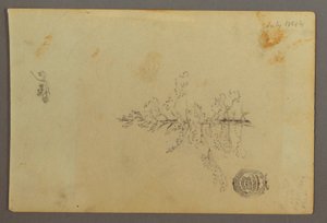 Tekening, Wintergroene boom, 1844 door Frederic Edwin Church