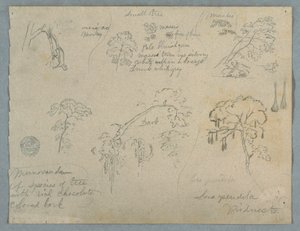 Tekening, Vijf botanische studies met een hangende aap, waarschijnlijk Colombia, 1853