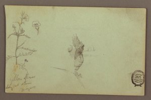 Tekening, Bloeiende plant en een rots tussen de Amerikaanse en Canadese watervallen bij Niagara, mogelijk 1858 door Frederic Edwin Church