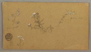 Tekening, Bloeiende planten, ca. 1856 door Frederic Edwin Church