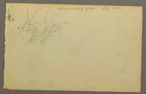 Tekening, Grassen, 1844 door Frederic Edwin Church