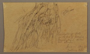 Tekening, Hangende wortels, Galleway Hill, augustus 1865 door Frederic Edwin Church