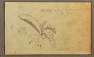 Tekening, Bladeren, 1857