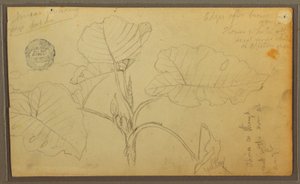 Tekening, Bladeren, 1857 door Frederic Edwin Church