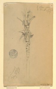 Tekening, bladeren en stam van een palmboom, Aspinwall, Panama, 15 mei 1857 door Frederic Edwin Church