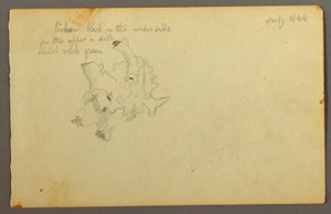 Tekening, Lichen, 1844 door Frederic Edwin Church