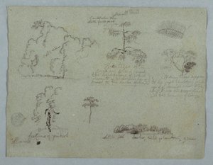 Tekening, Natuurstudies waaronder een Kandelaarboom met een luiaard, Rio Magdalena, Colombia, mei 1853 door Frederic Edwin Church