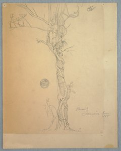 Tekening, Parasitaire wond rond een boomstam, Jamaica, juni 1865 door Frederic Edwin Church