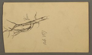 Tekening, Dennen, september 1877 door Frederic Edwin Church