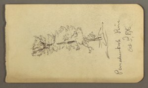 Tekening, Dennenboom, 1878 door Frederic Edwin Church