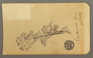 Tekening, Pine Tree, 3 oktober 1878 door Frederic Edwin Church