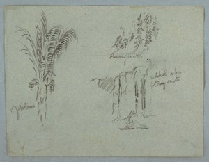 Tekening, Plantenstudies van de Rio Magdalena, Colombia, 1853, waarschijnlijk mei door Frederic Edwin Church