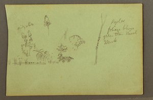 Tekening, Plantenstudies, mogelijk 1856 door Frederic Edwin Church